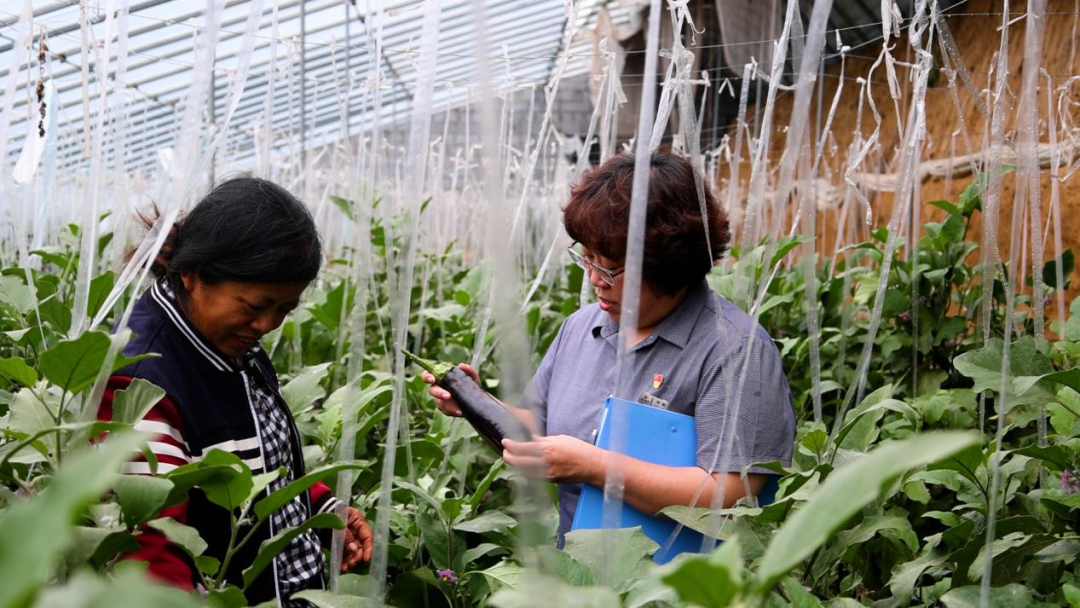 從田間到舌尖，德融酒管公司鮮蔬集采供應(yīng)鏈搭建完成